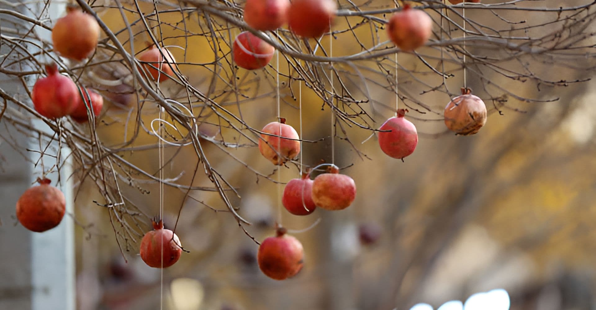 صدای درخت انار
