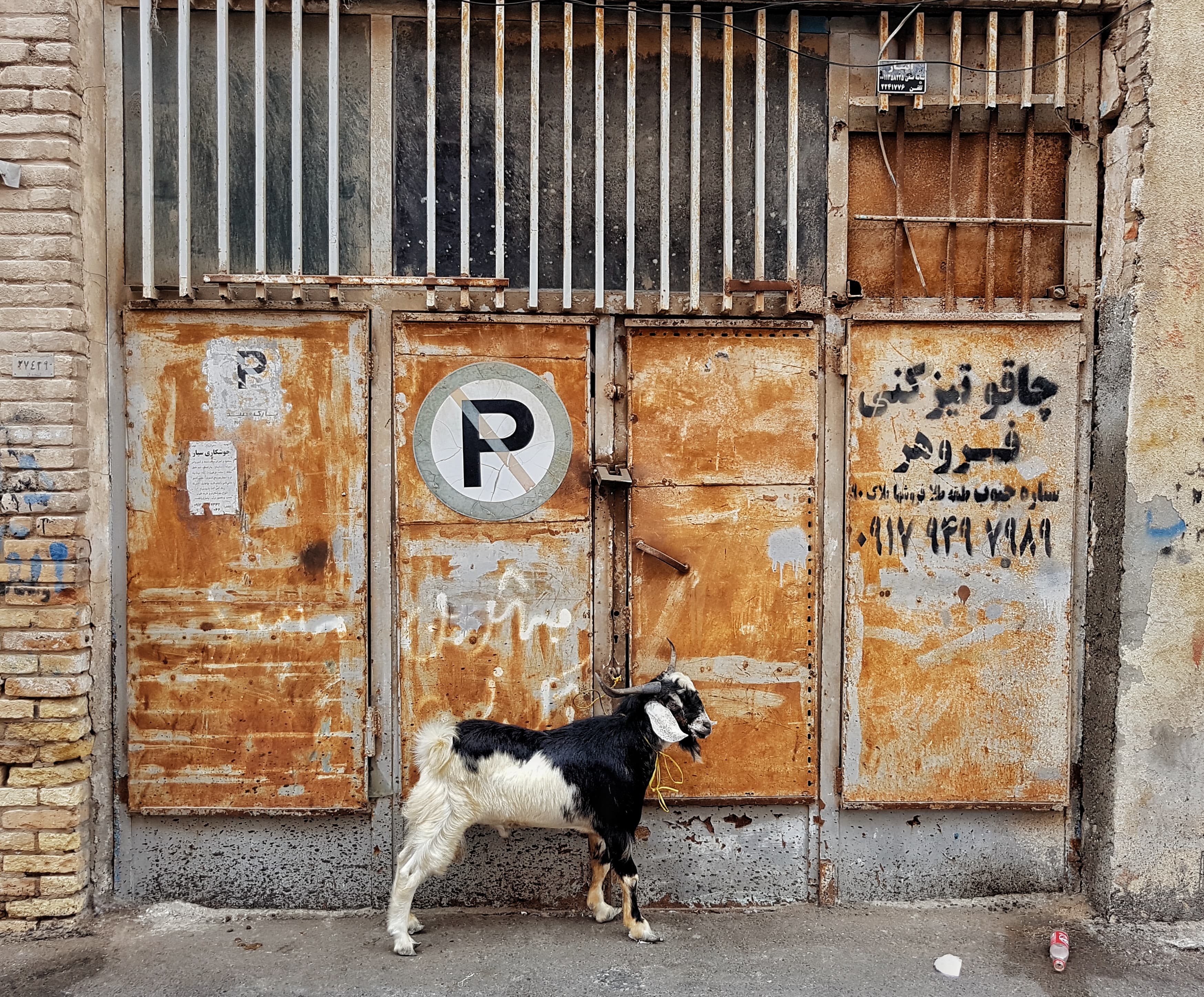 عکس از مبین مایلی