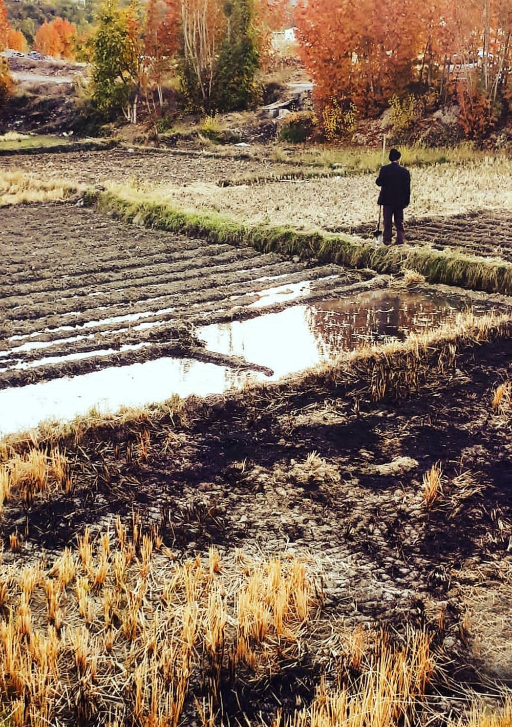 عکس از الهام نویدفر
